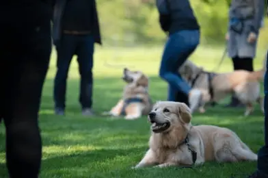 Dog trainer leading pets through a park, illustrating gig worker insurance for pet care professionals.